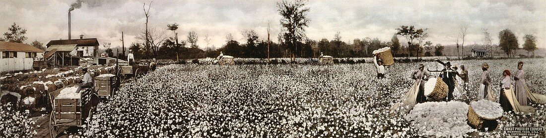 Cotton plantation,1914
