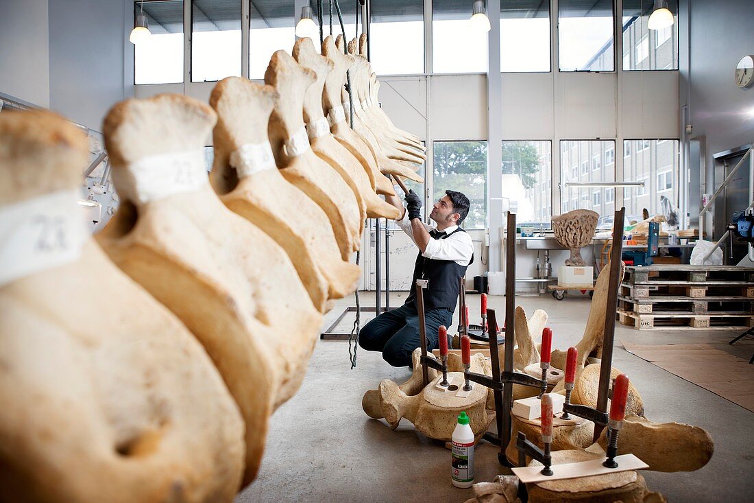 Sperm whale skeleton assembly