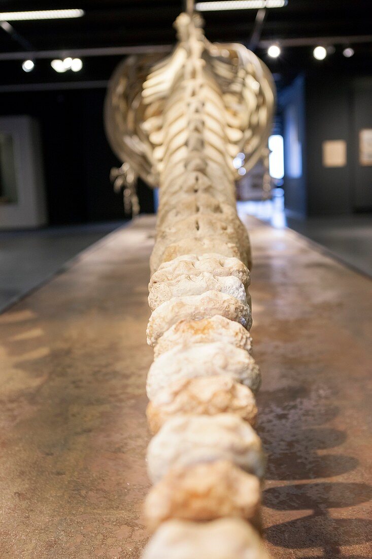 Sperm whale skeleton display