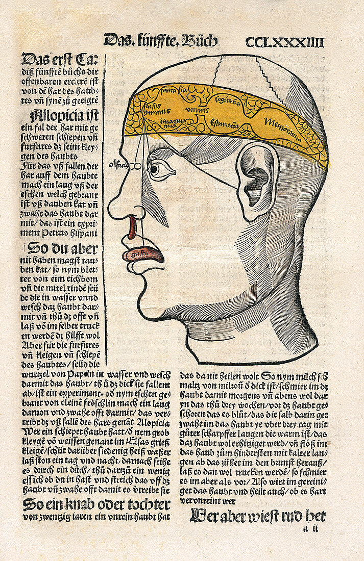 Brain functions and senses,16th century