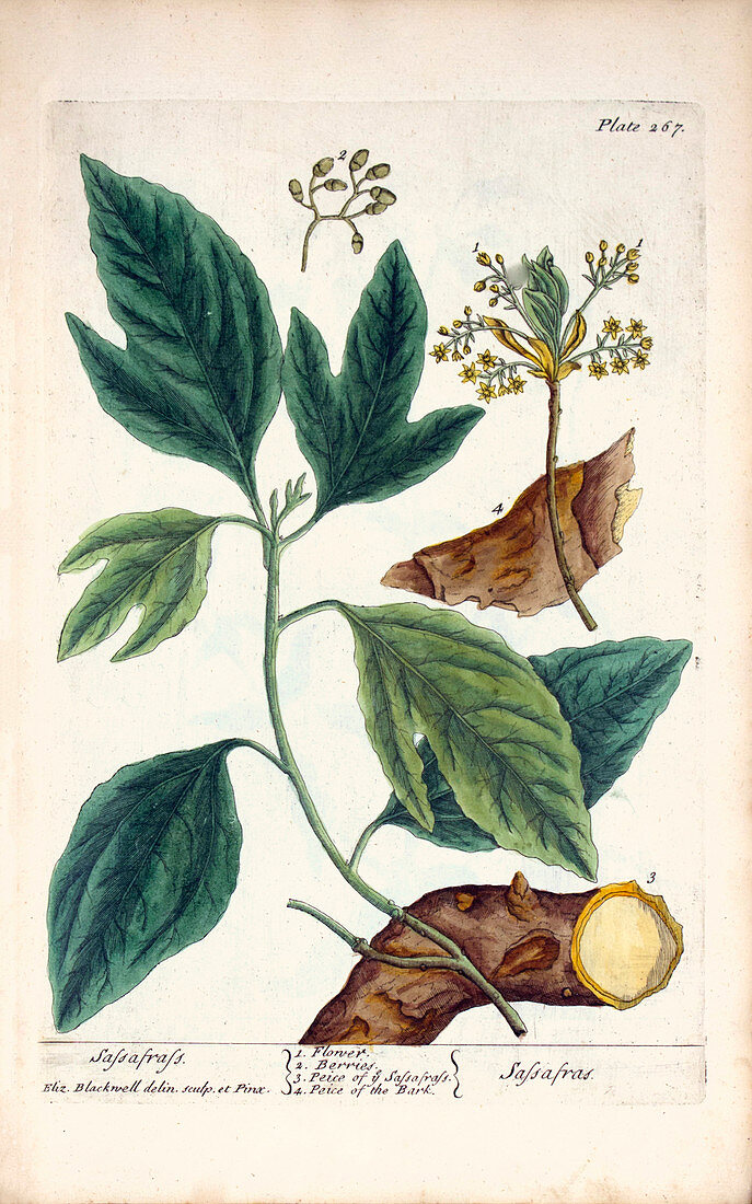 Sassafras plant,18th century