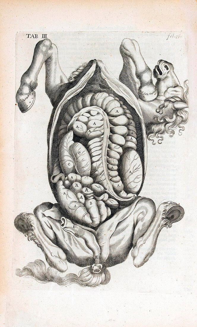 Horse anatomy,17th century