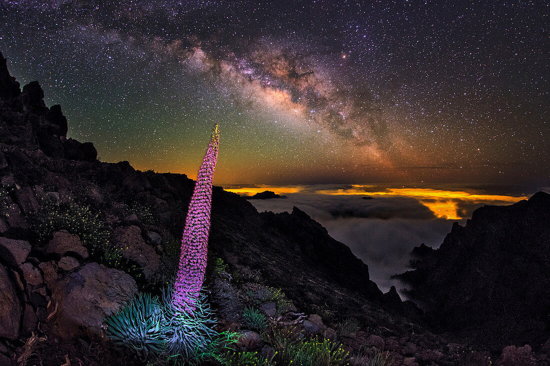 Milky Way over tajinaste flower