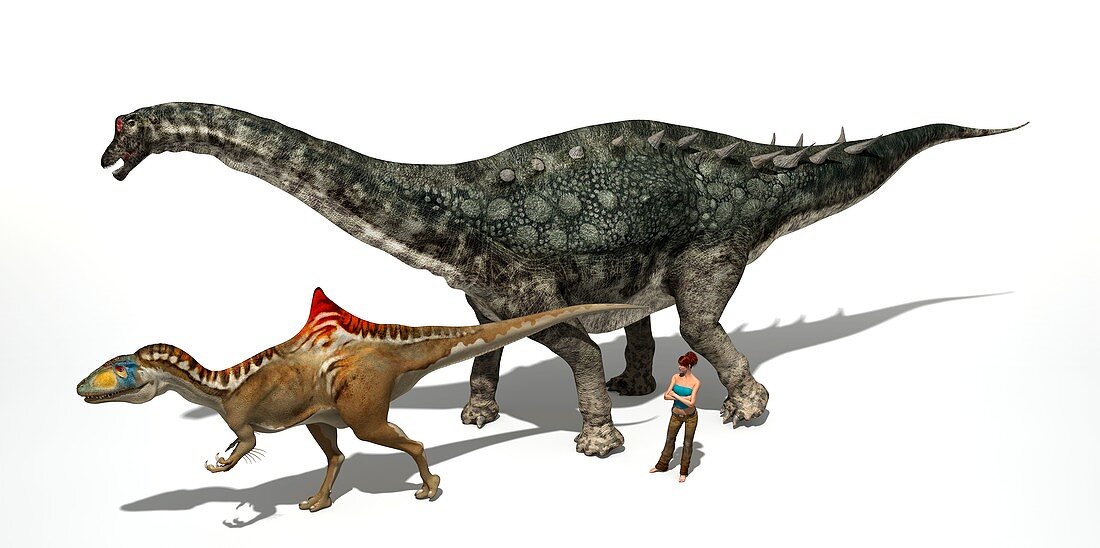 Dinosaur comparative sizes,illustration