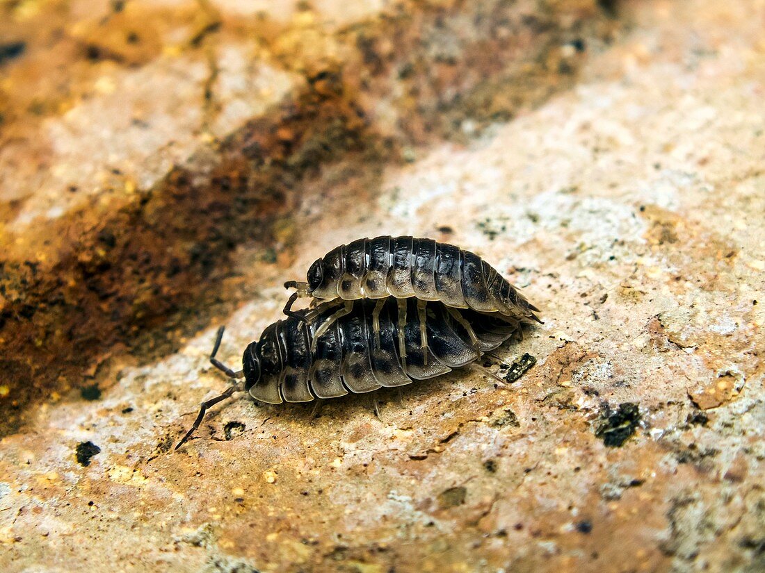 Common woodlice mating