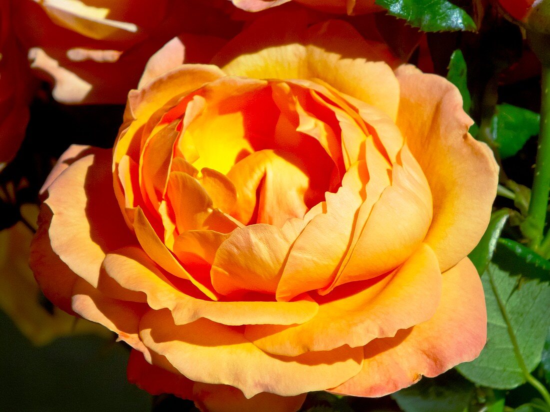 Rose (Rosa 'Lady Marmalade ') flower