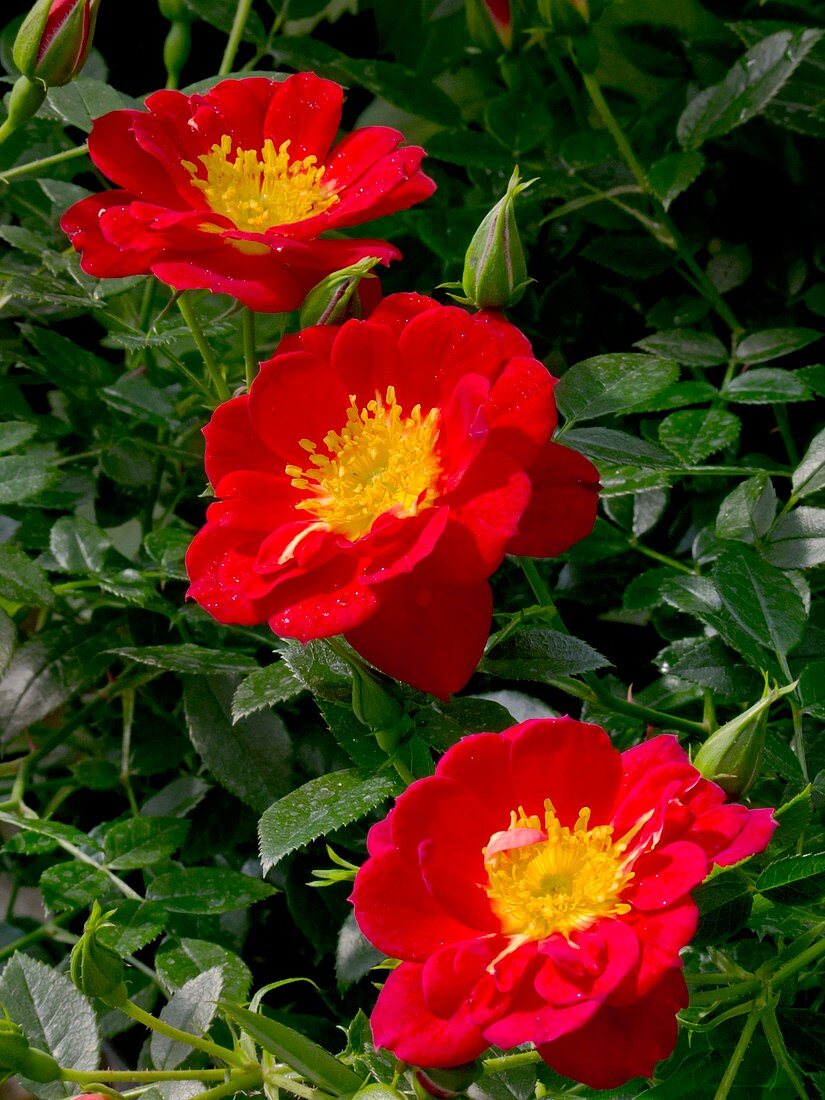Rose (Rosa 'Star Appeal') flower