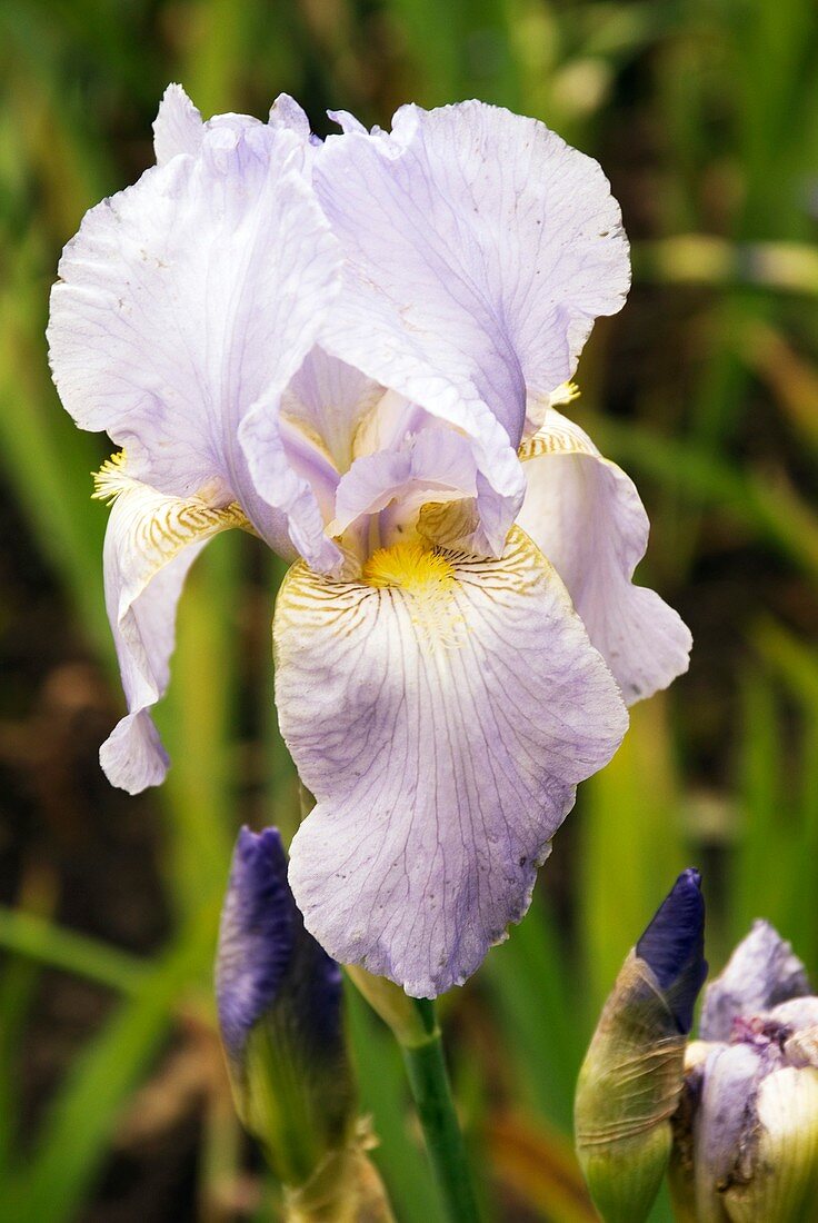Iris 'Allegiance' flower