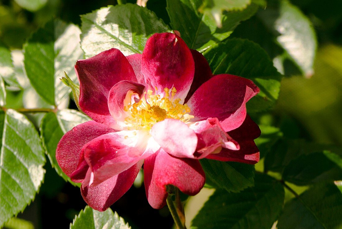Rose (Rosa 'Greetings' ) flower