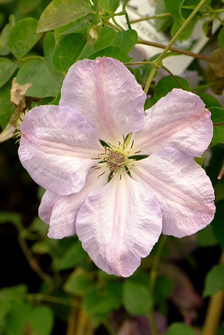 Clematis 'Special Occasion' flower