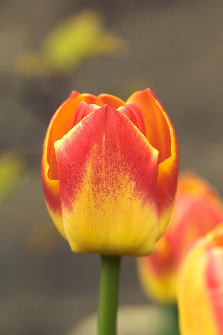 Tulipa 'Martinair' flower