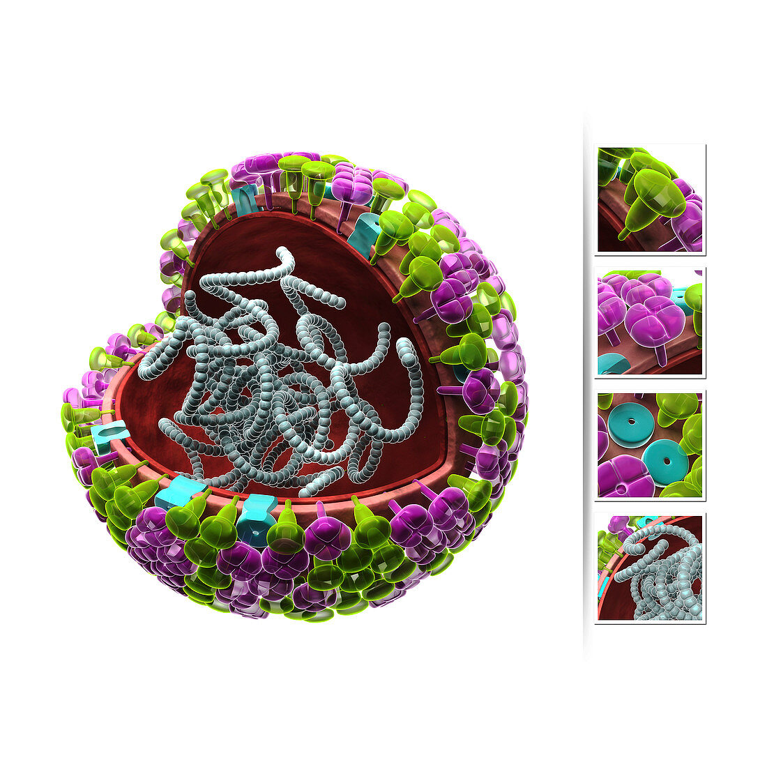 Influenza virus structure,illustration