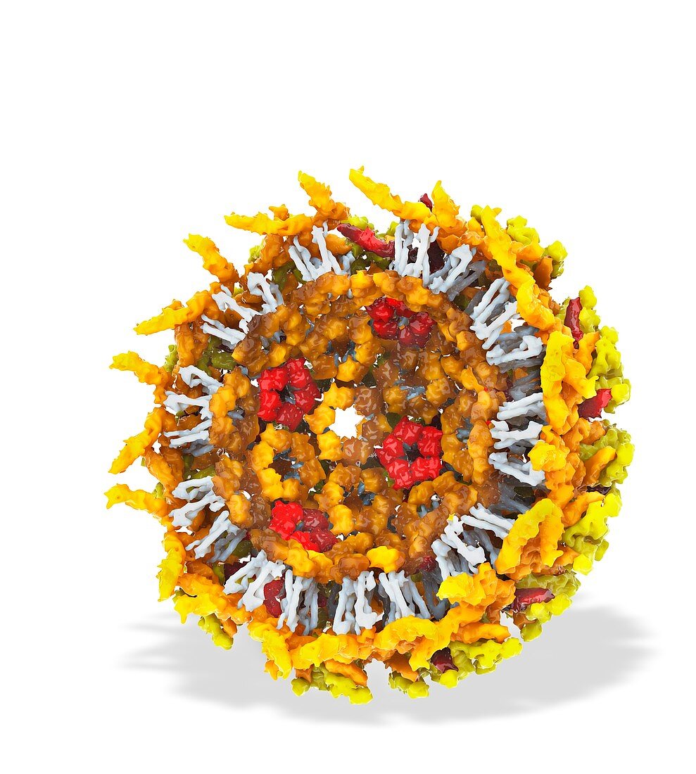 Chikungunya virus particle,illustration