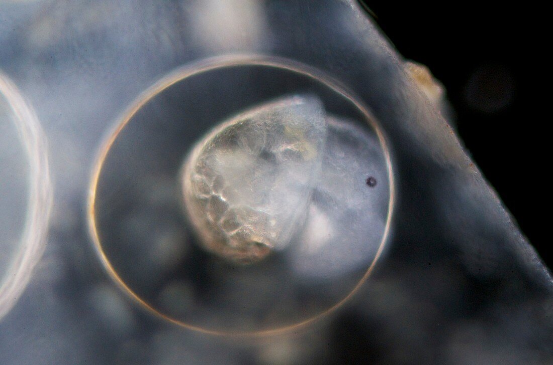Galba truncatula embryo