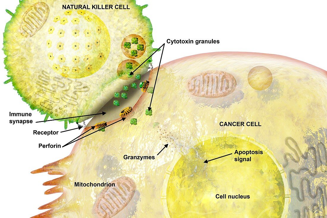 Cancer immune synapse,illustration
