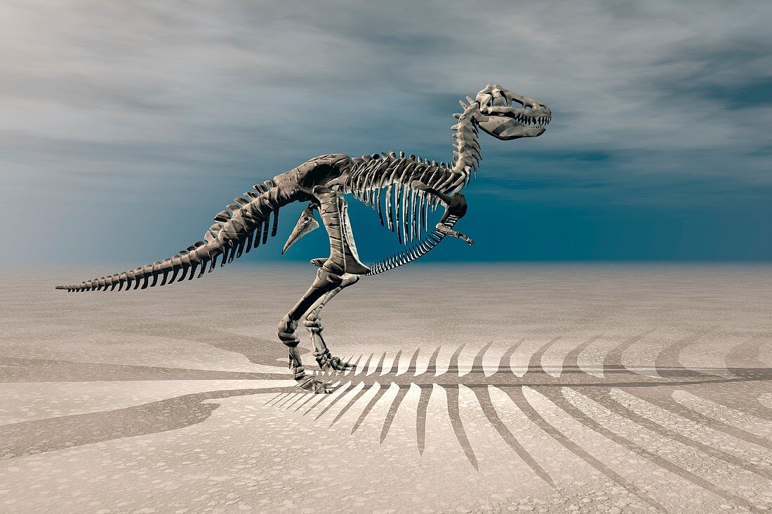T. rex Dinosaur Skeleton,illustration
