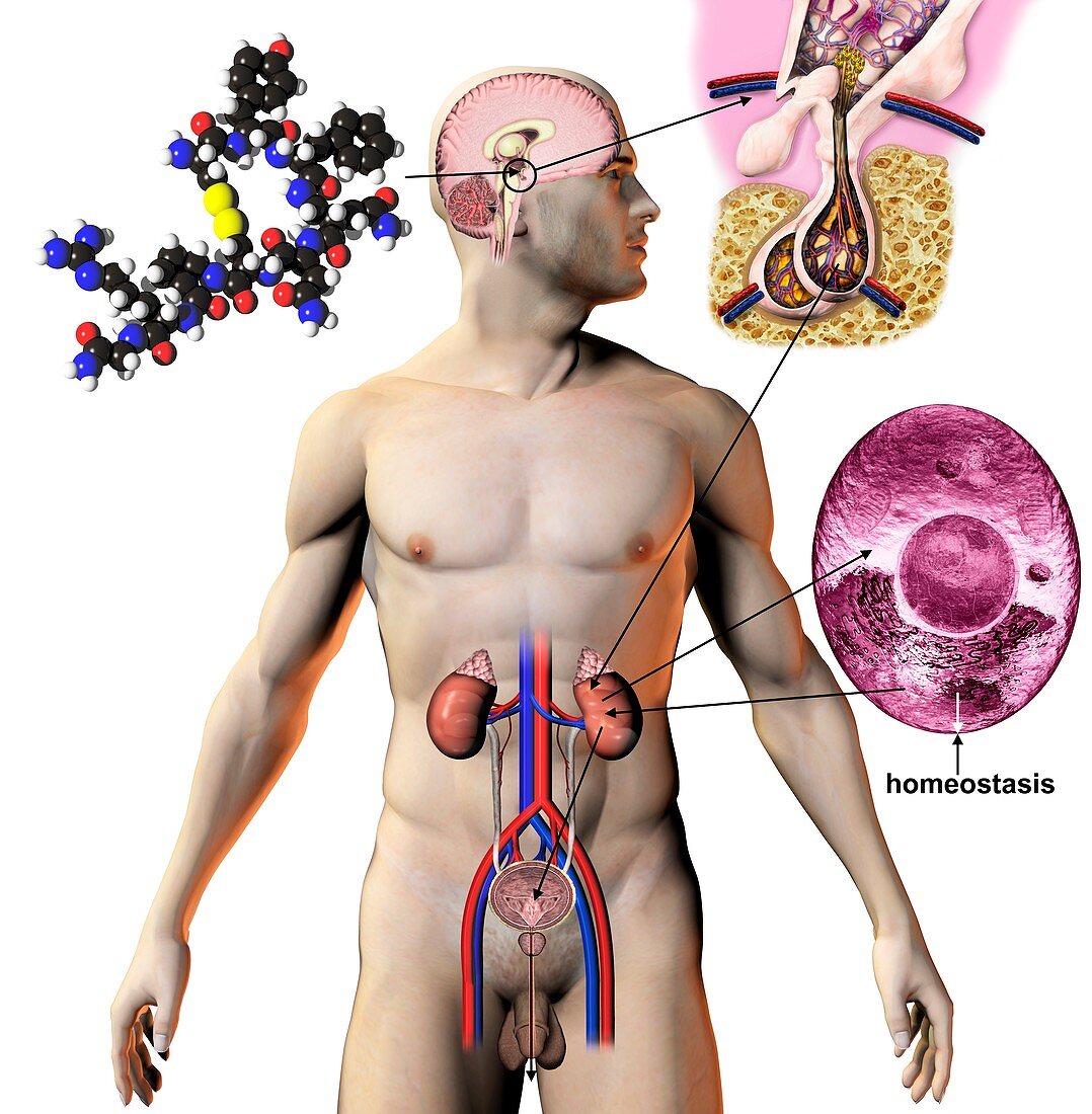 Antidiuretic hormone,illustration