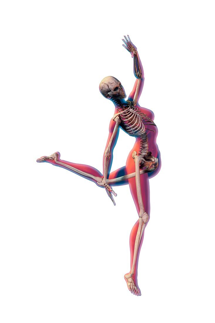 Dancer's skeleton,illustration