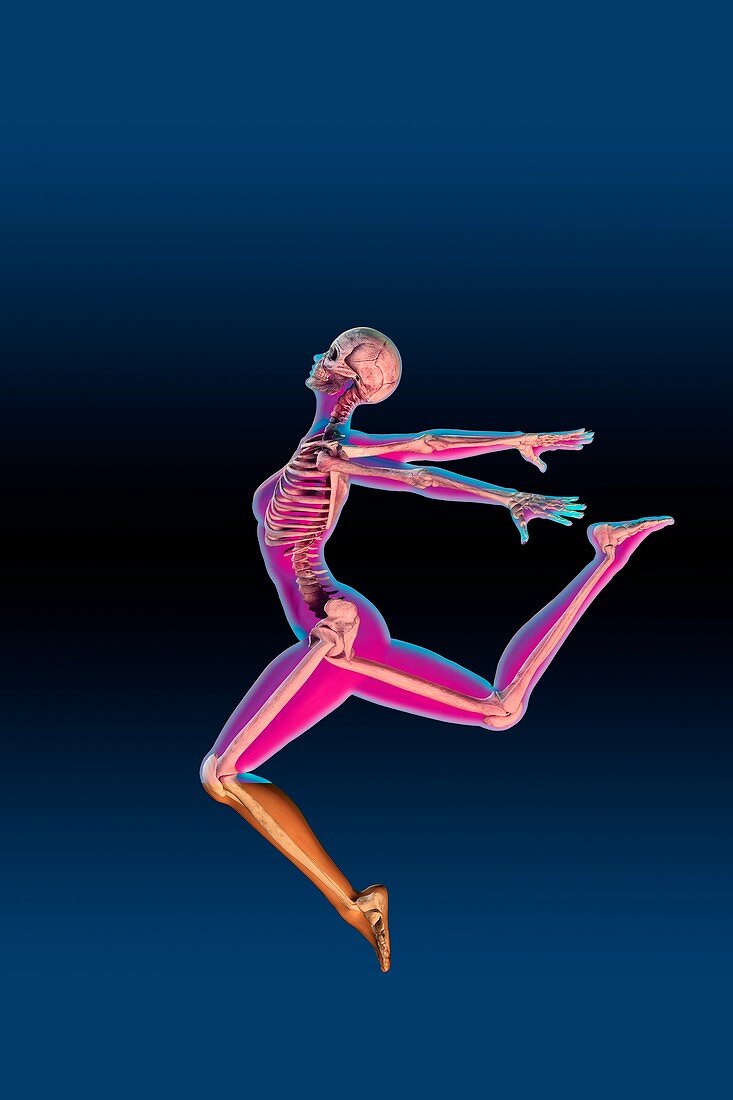 Dancer's skeleton,illustration