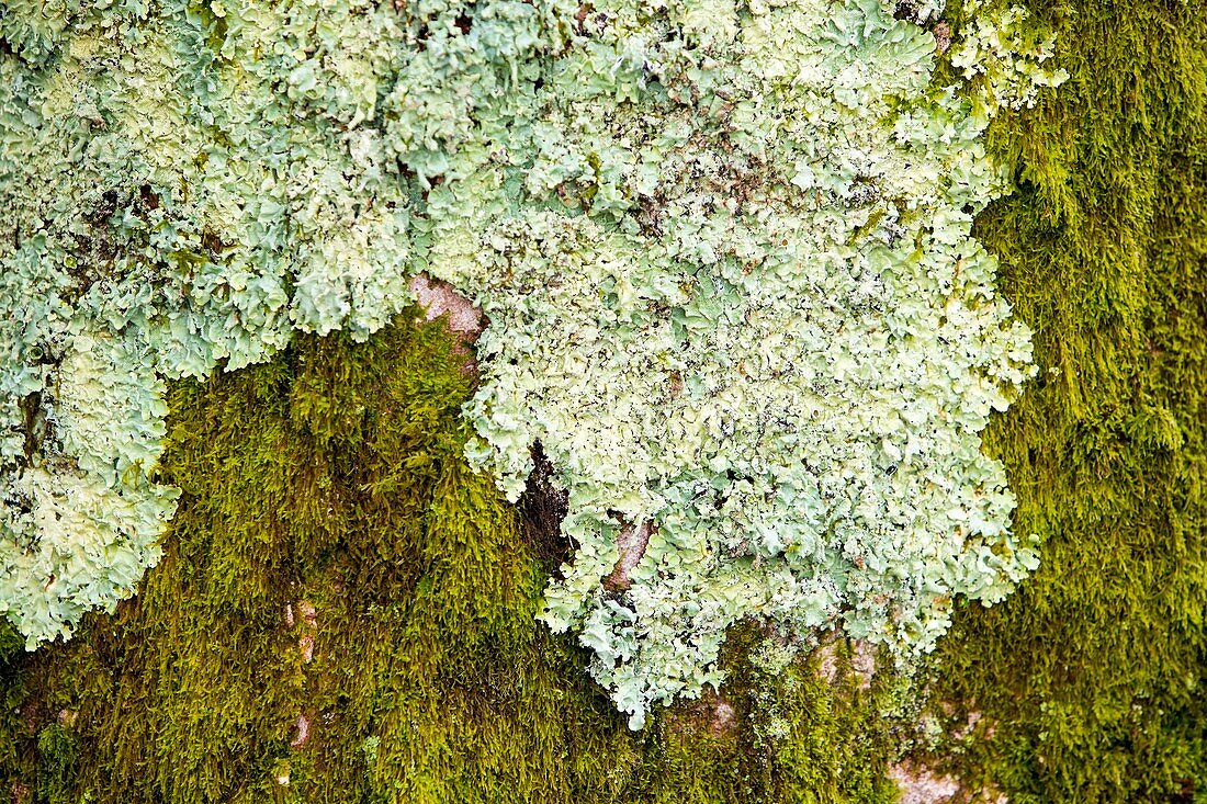 Moss and lichen on a tree at Clappersgate