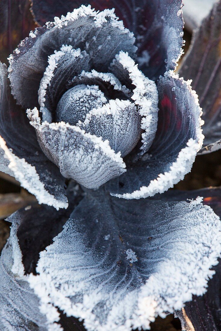 Frost on red cabbage