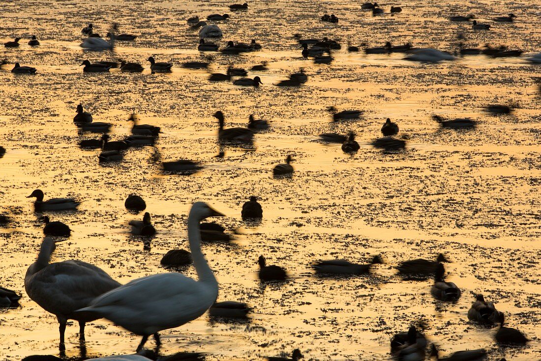 Whooper Swans at Martin Mere