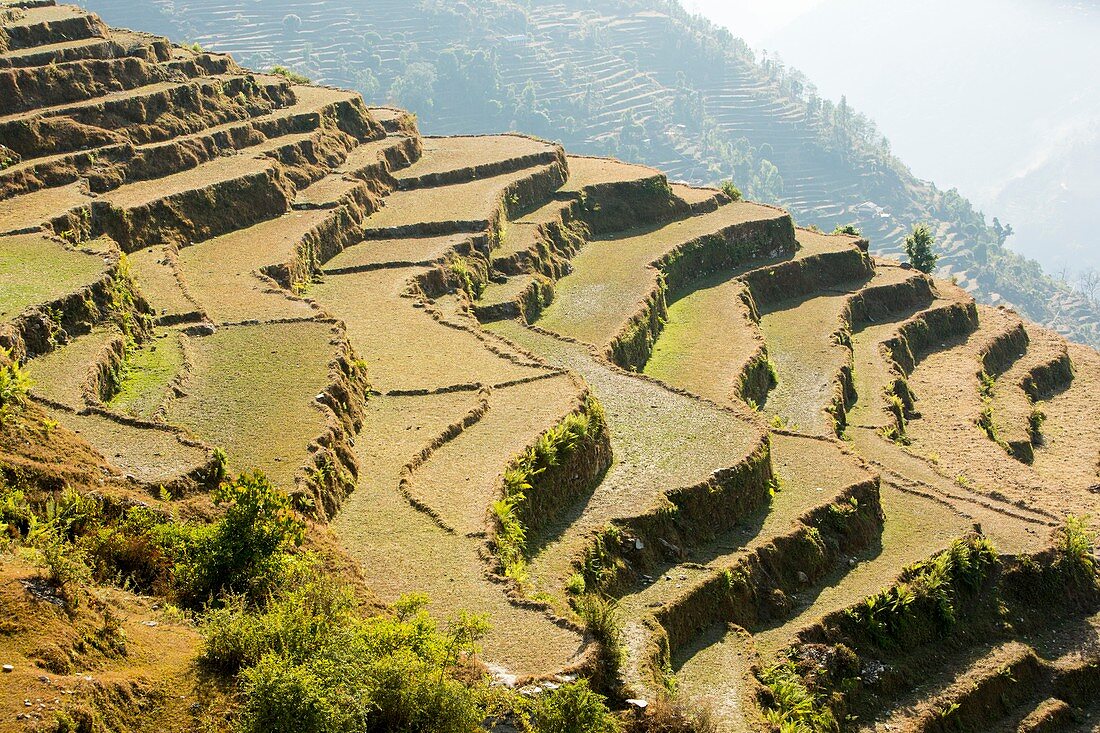 Subsistence farming,Nepal