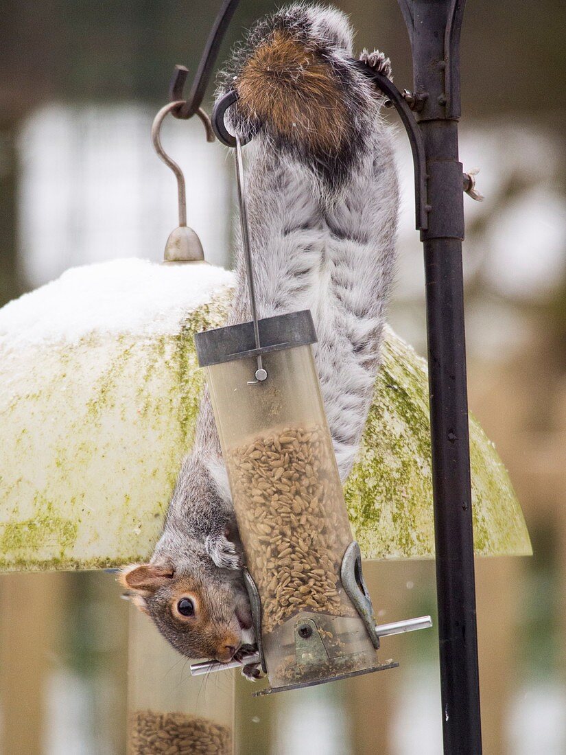 Grey Squirrel (Sciurus carolinensis)