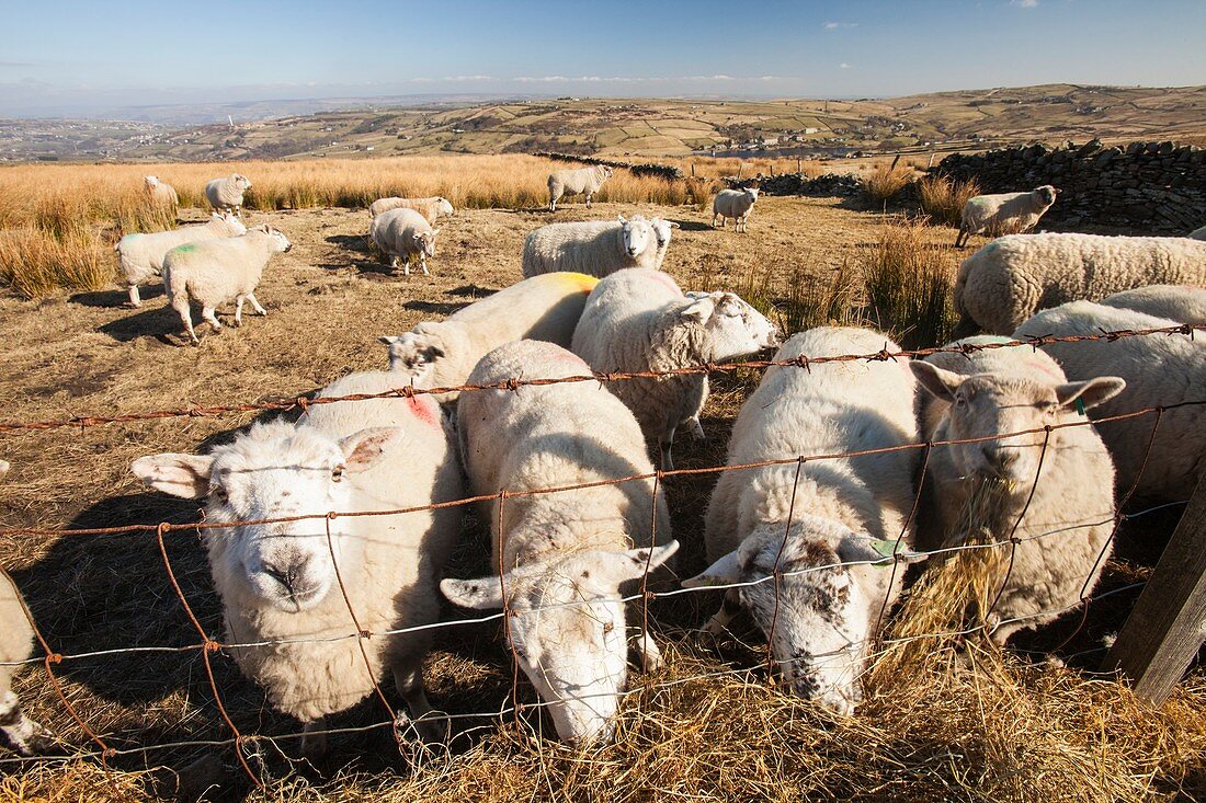Sheep feeding on hay on Ovenden moor