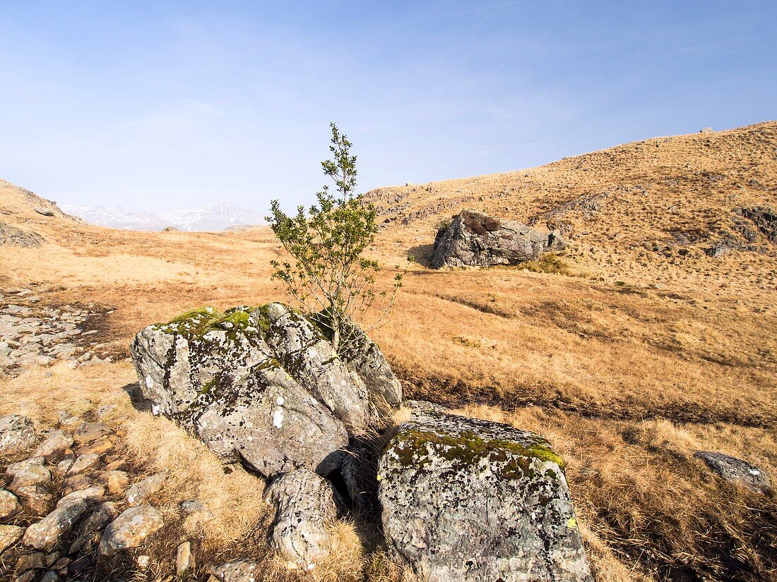 Holly Tree growing in a split rock