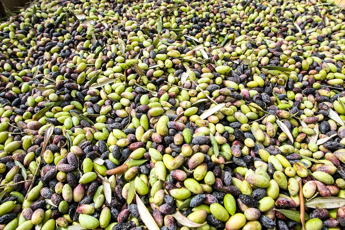 Picking Olives