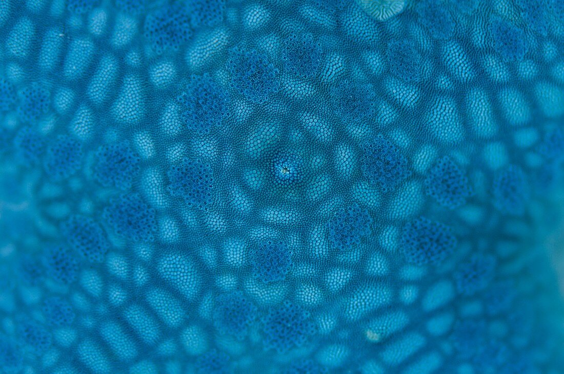 Surface of blue starfish