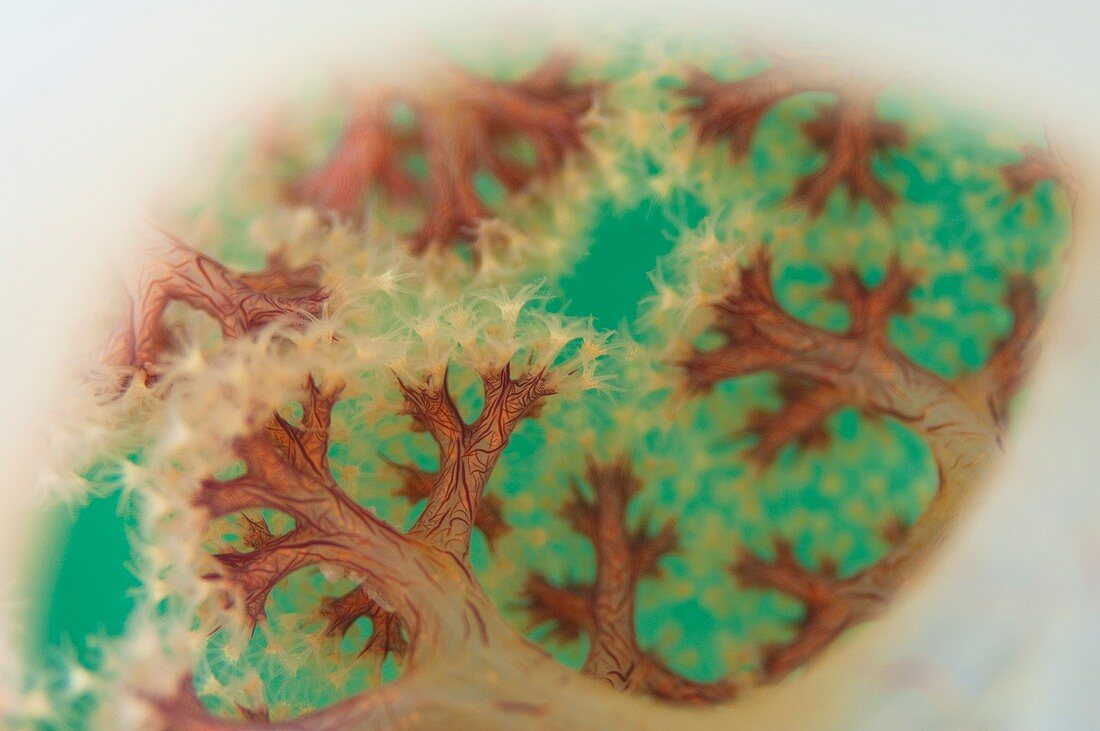 Branching tree coral