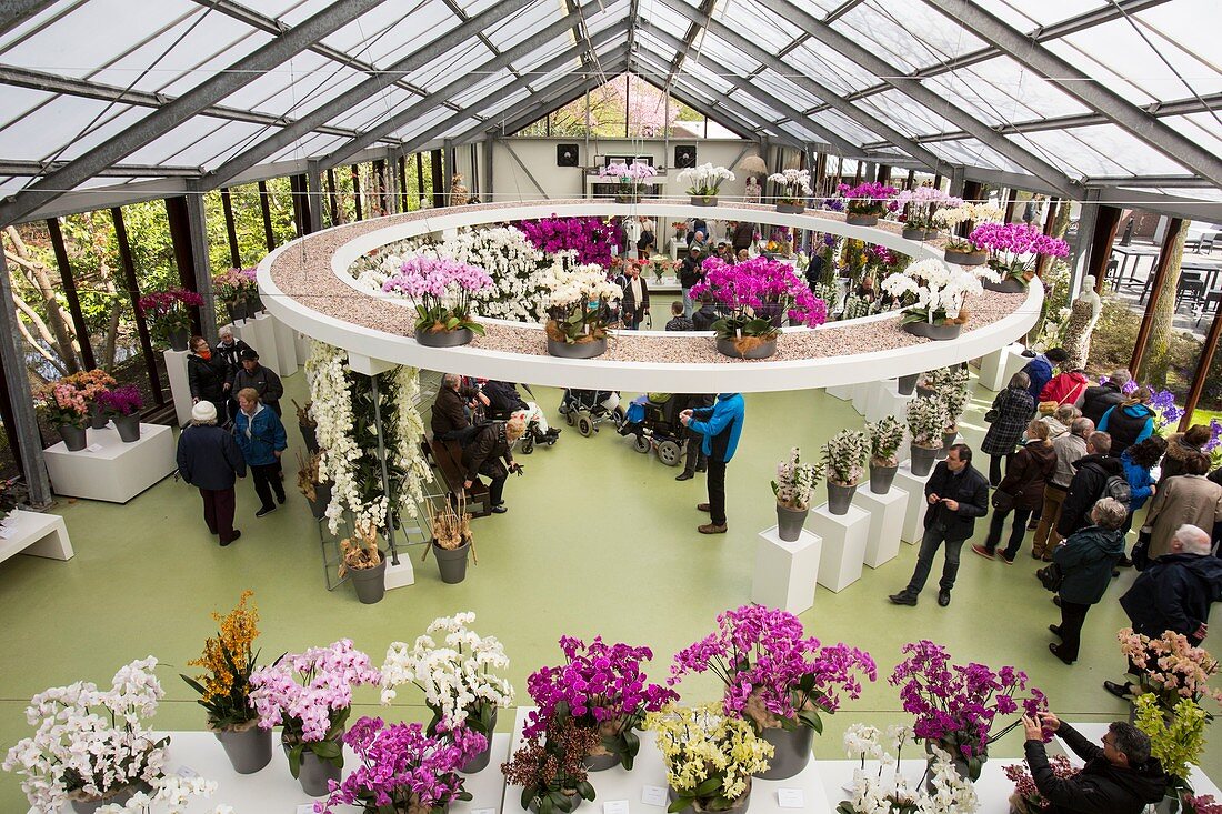 The orchid house at Keukenhof gardens