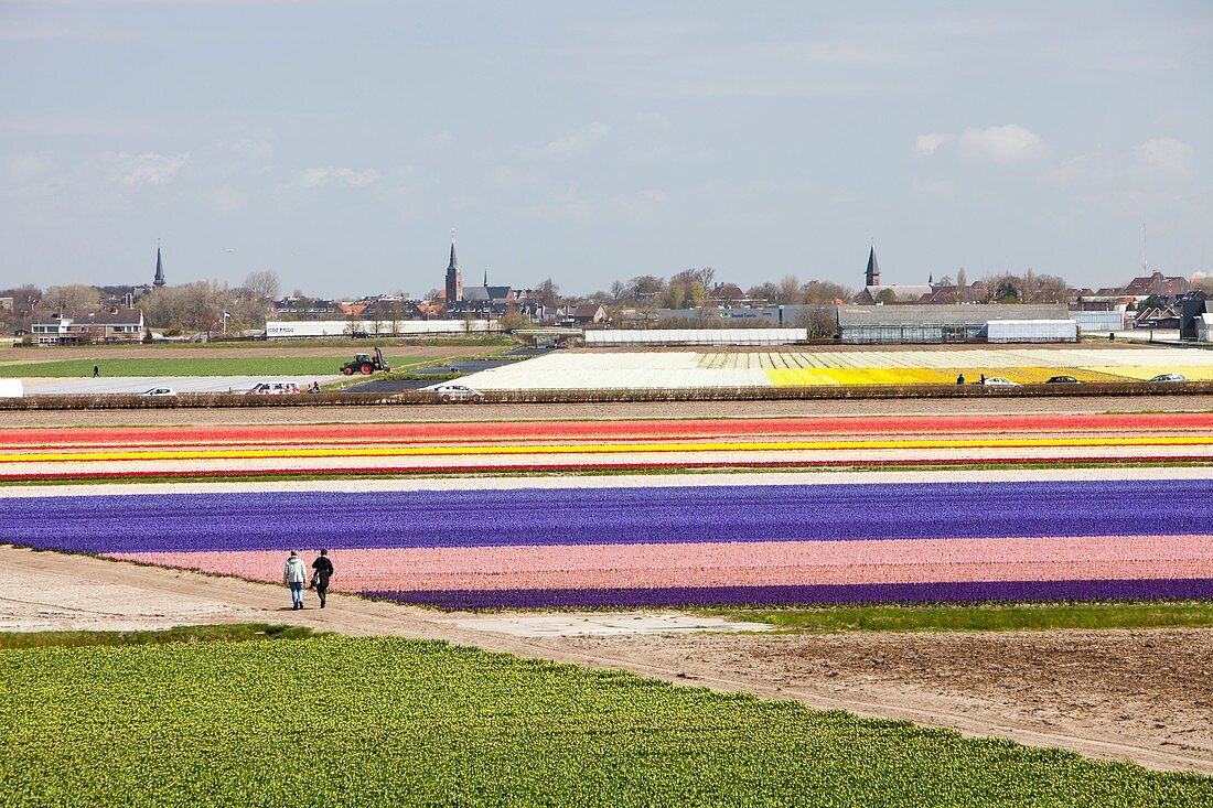 Tulip and hyacinth fields,Netherlands