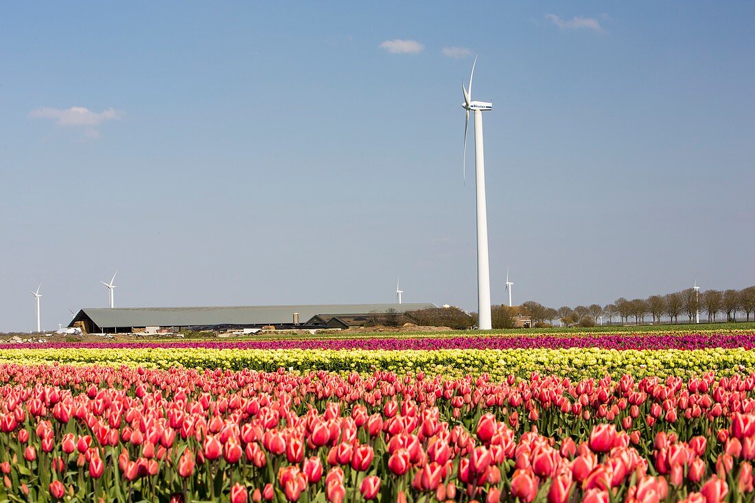 Tulips and wind turbines,Netherlands