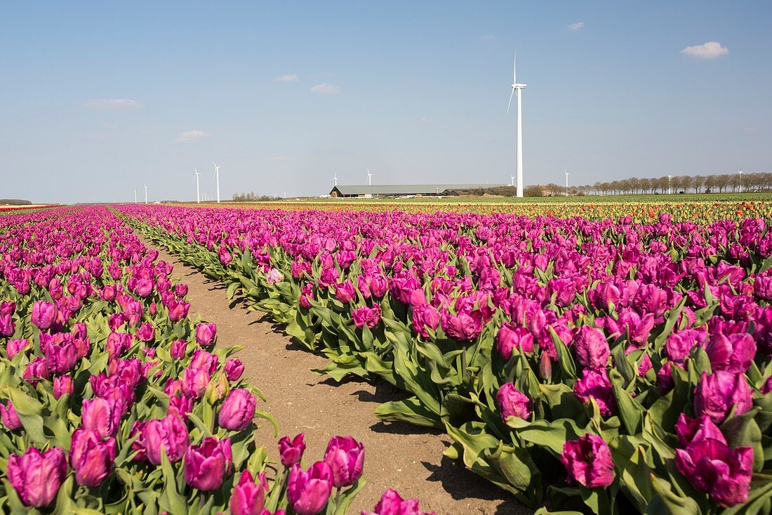 Tulips and wind turbines,Holland