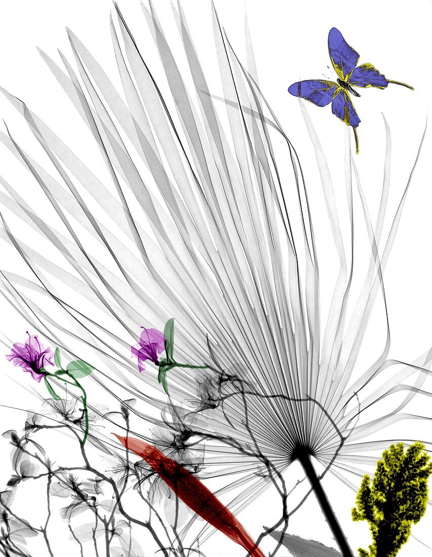 Plants and butterfly,X-ray