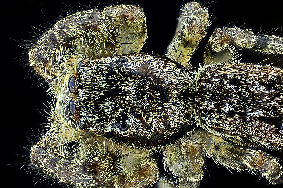 Jumping spider,light micrograph