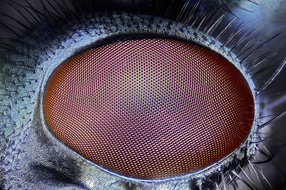 Blowfly eye,light micrograph