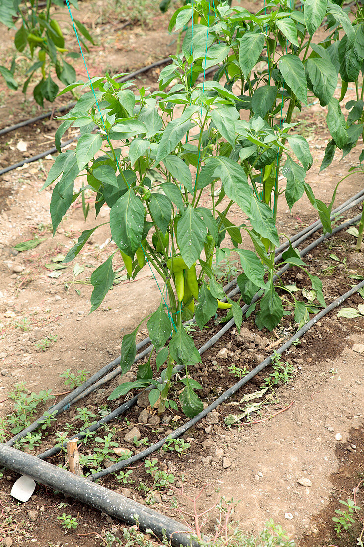 Peppers growing in a greenhouse