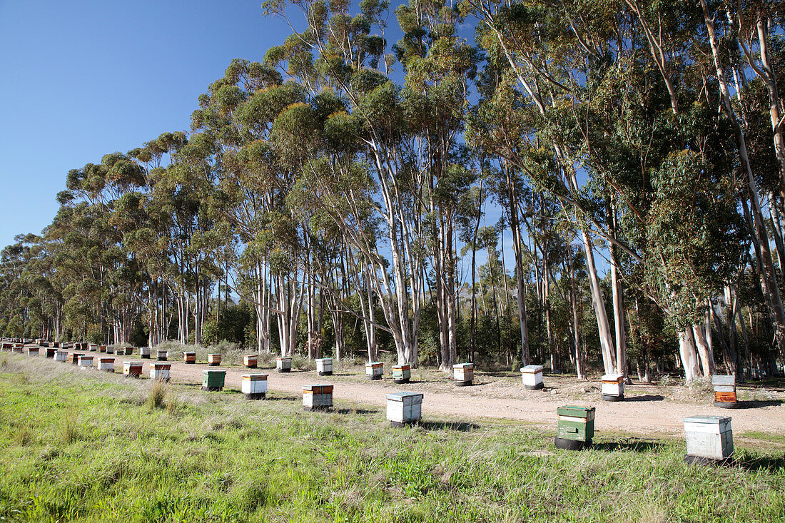 Bee hives,South Africa