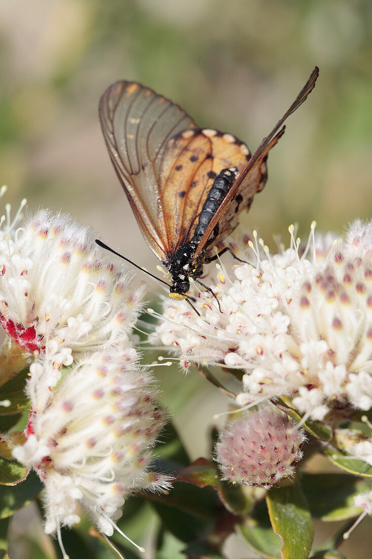 Butterfly feeding on protea flower
