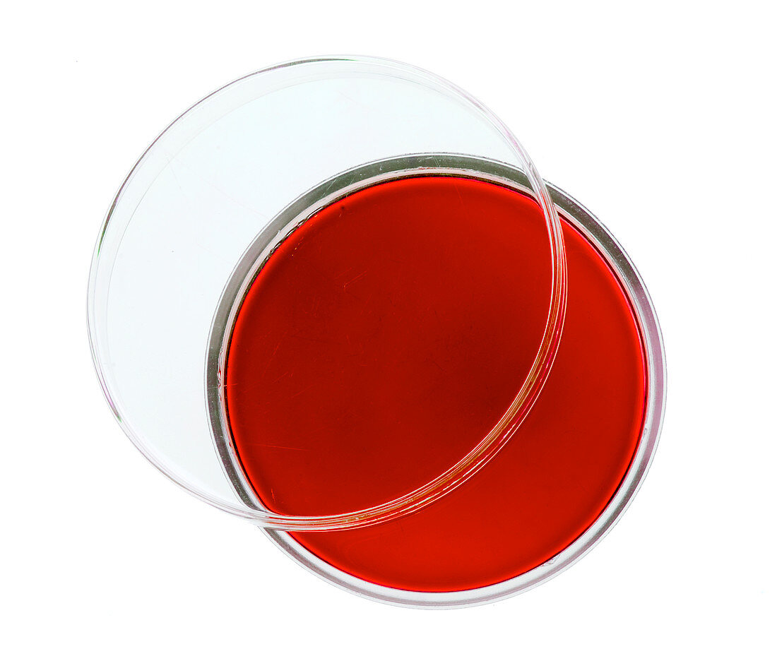 Red agar plate