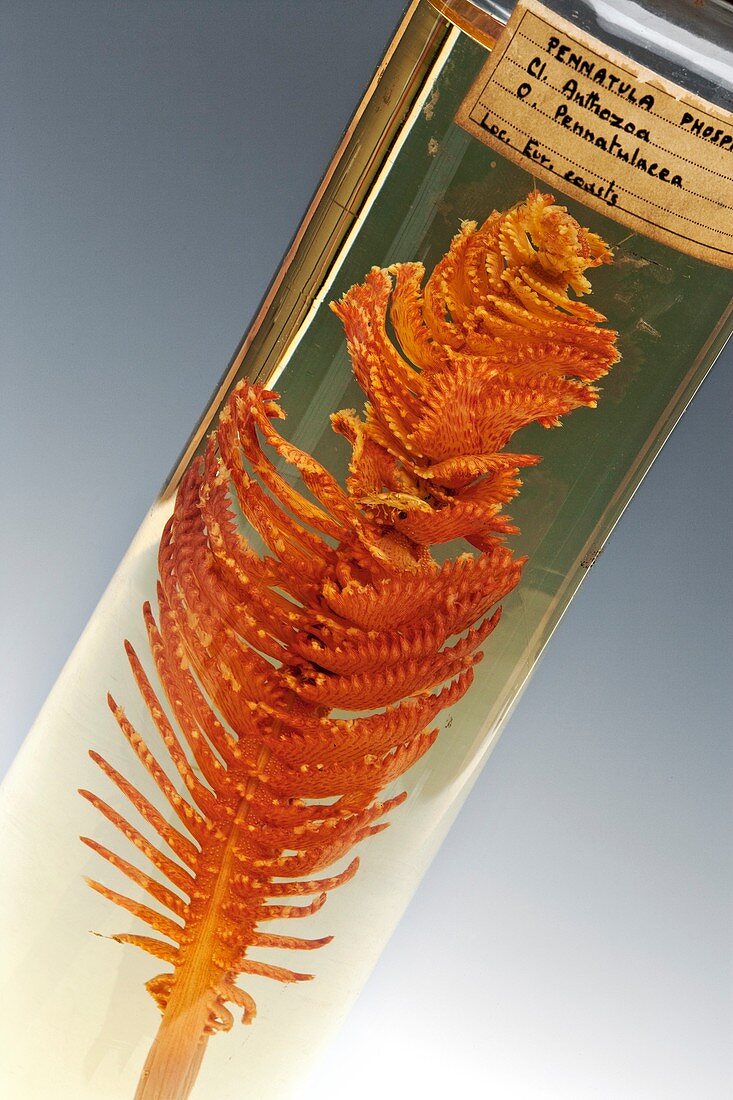Common sea pen specimen