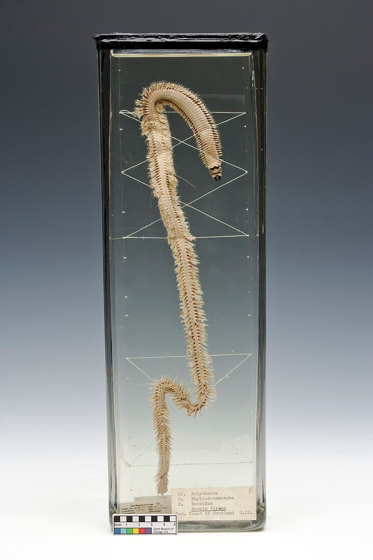 Ragworm specimen