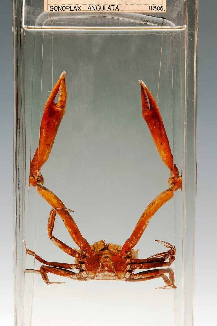 Crab specimen