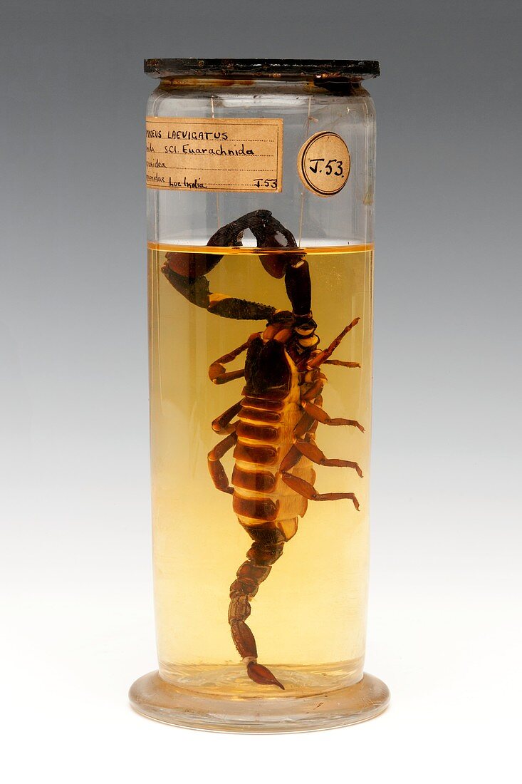 Malaysian forest scorpion,specimen