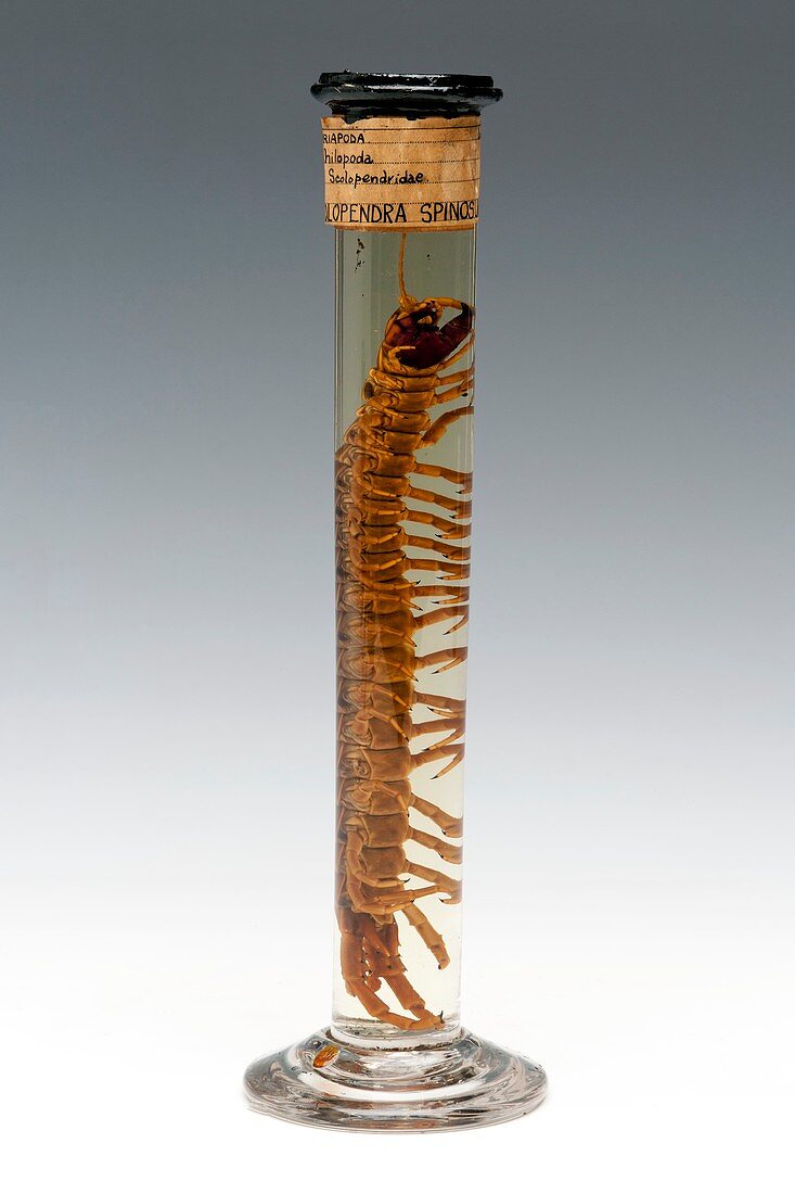Centipede specimen