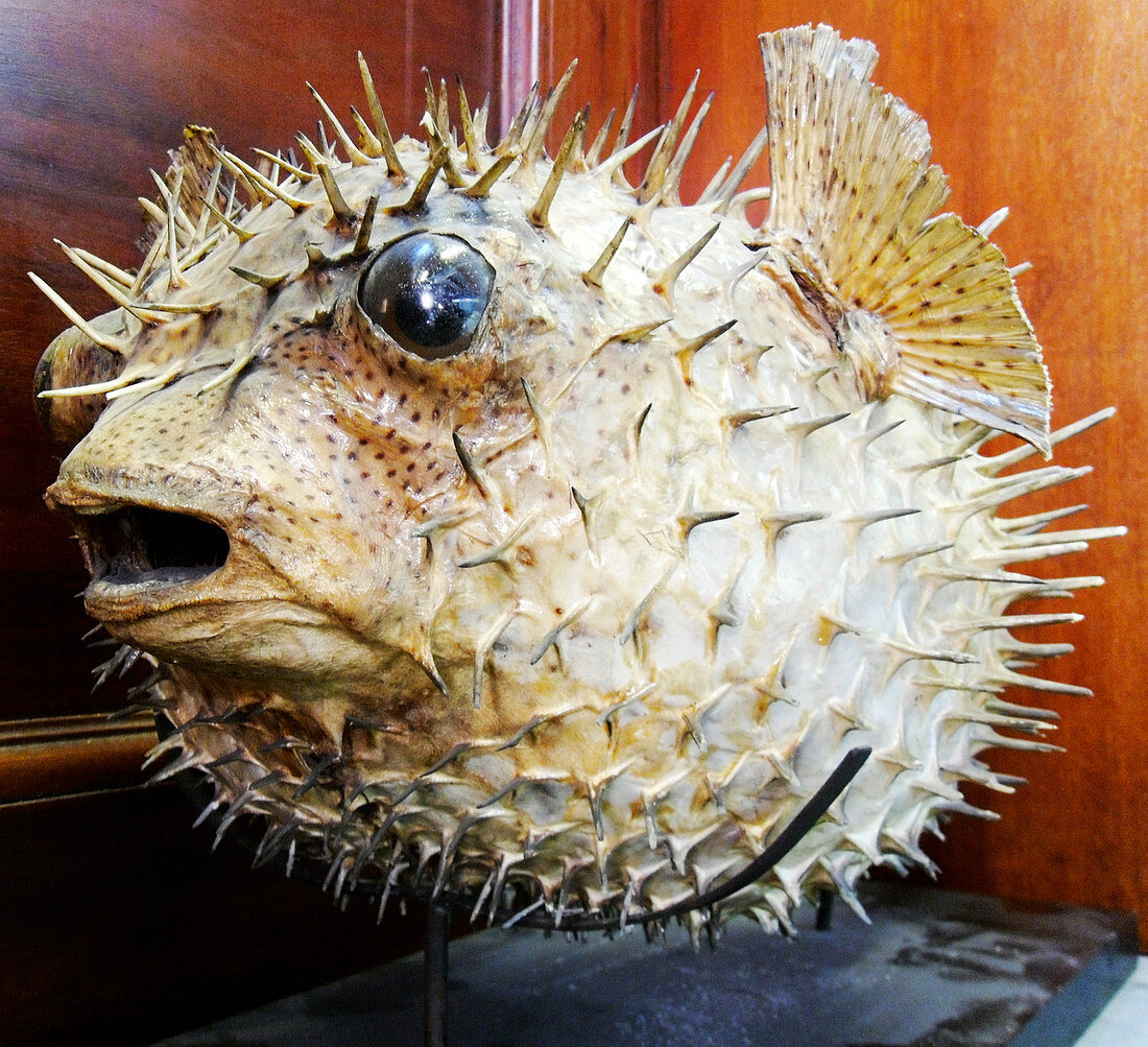 Stuffed porcupinefish